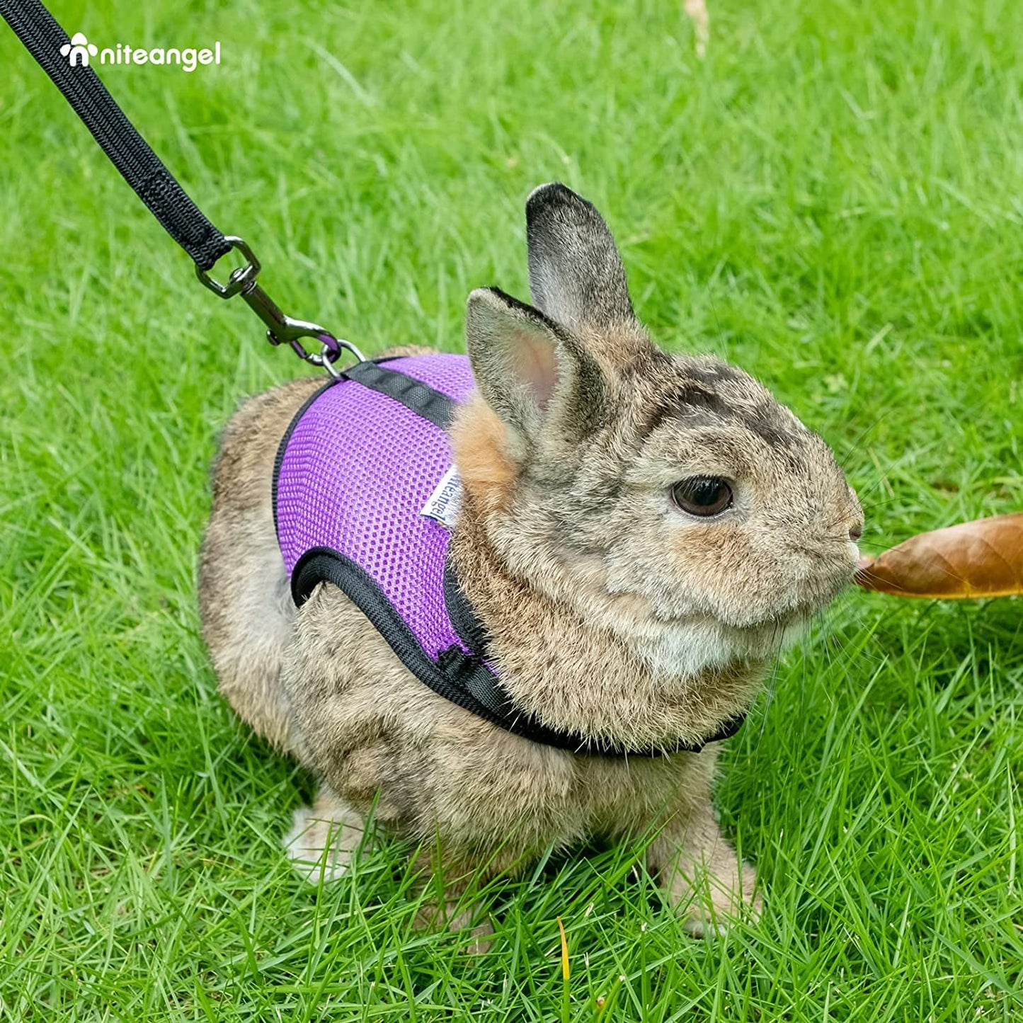 Adjustable Soft Harness with Elastic Leash for Rabbits (M, Pink)