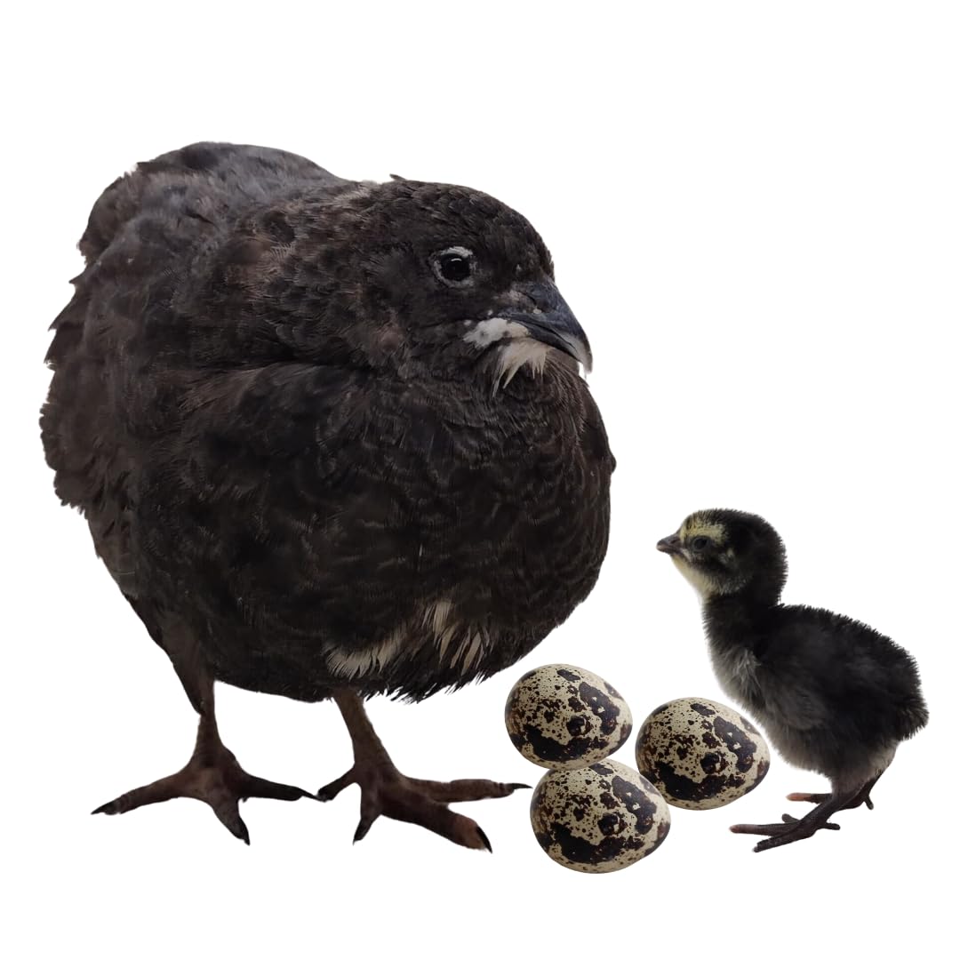 Black Quail Hatching Eggs - Pure Breed, Ideal for Aviary Hobbyists & Breeders