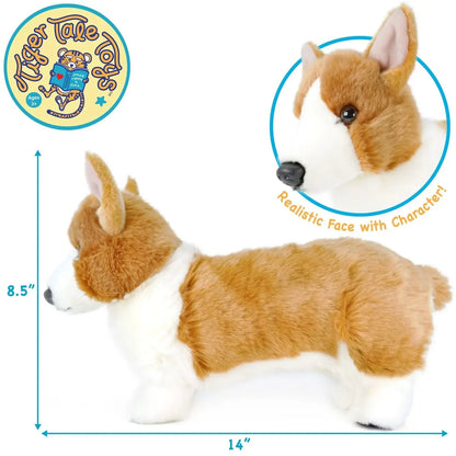 Carlotta the Corgi