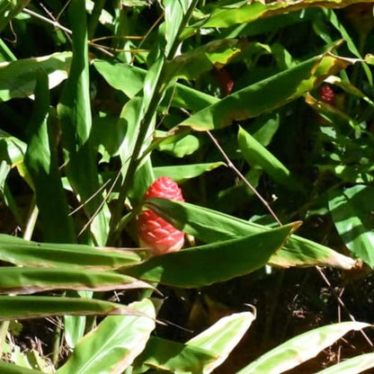 Hawaiian Awapuhi Shampoo Ginger Plant Rhizomes Starter Kit - 2 Rhizomes, Ideal for Cultivating Awapuhi Plant, Perfect Shampoo Ginger Rhizomes for Garden Enthusiasts and Beginners