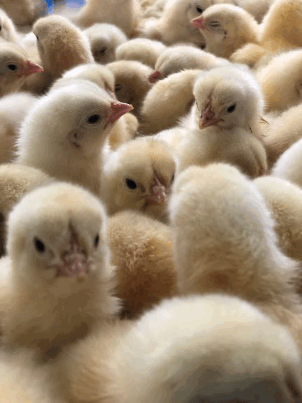 CORNISH ROCK BROILER MEAT BABY CHICKS