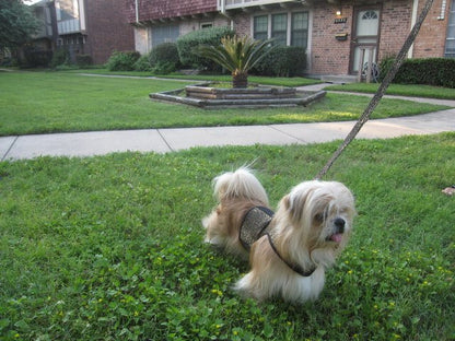 Doggy Holster Small Dog Harness (Made in USA)