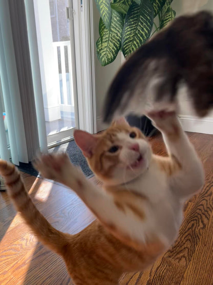 Wing on String Cat Toy - Real Bird Wing Dog Training Supplies & Accessories, Quail Wing Bird Scent Interactive Play for Cats, Hunting Dog Training Bird Retrieval Cat Trainer