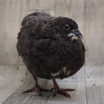 Black Quail Hatching Eggs - Pure Breed, Ideal for Aviary Hobbyists & Breeders