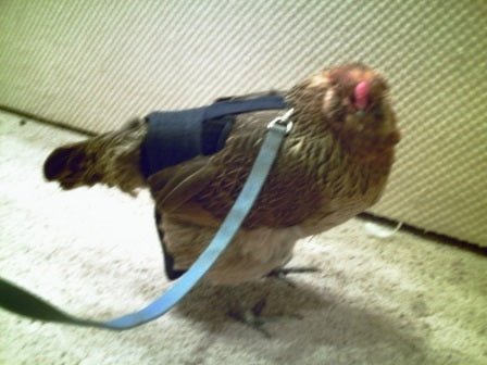 Hen Holster Bird Diaper/Harness (chicken diaper, duck diaper, pigeon diaper with Removable Vinyl Liner)