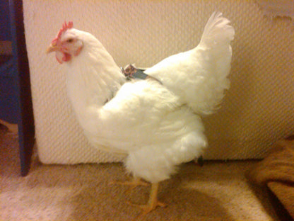 Hen Holster Bird Diaper/Harness (chicken diaper, duck diaper, pigeon diaper with Removable Vinyl Liner)
