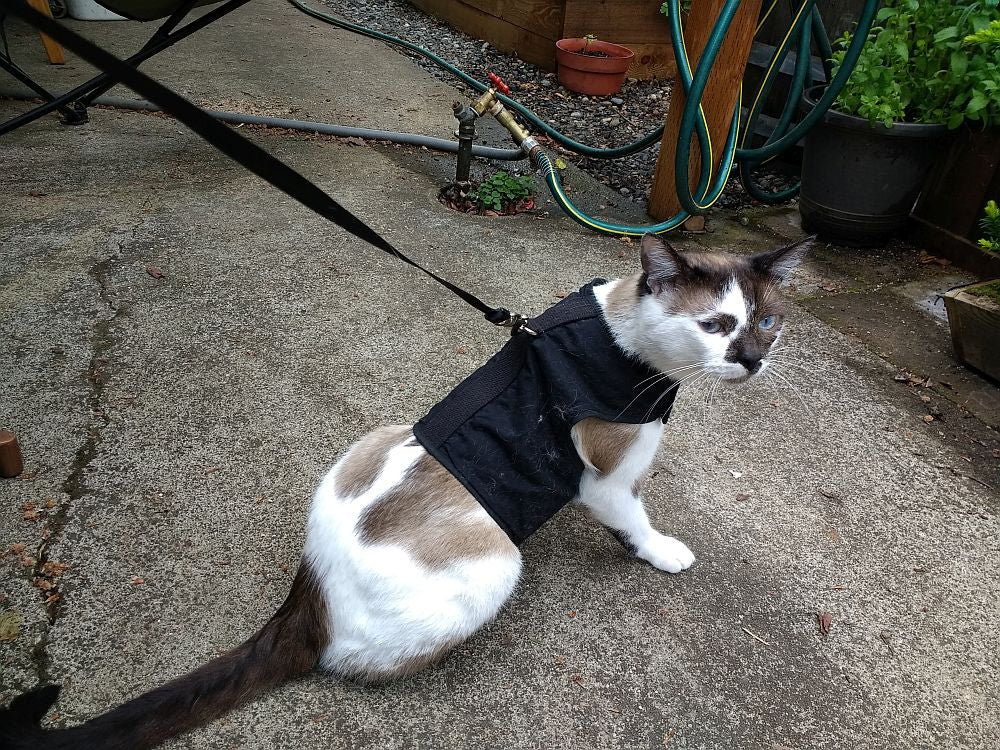 Kitty Holster Cat Harness (Made in USA)