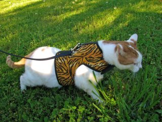Kitty Holster Cat Harness (Made in USA)