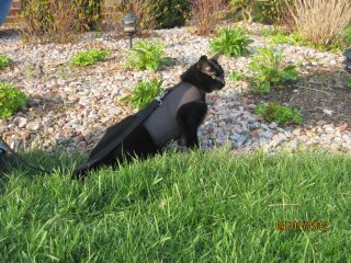 Kitty Holster Cat Harness (Made in USA)