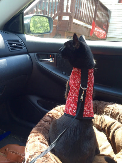 Kitty Holster Cat Harness (Made in USA)