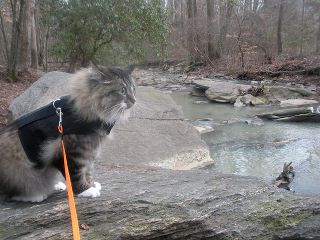 Kitty Holster Cat Harness (Made in USA)