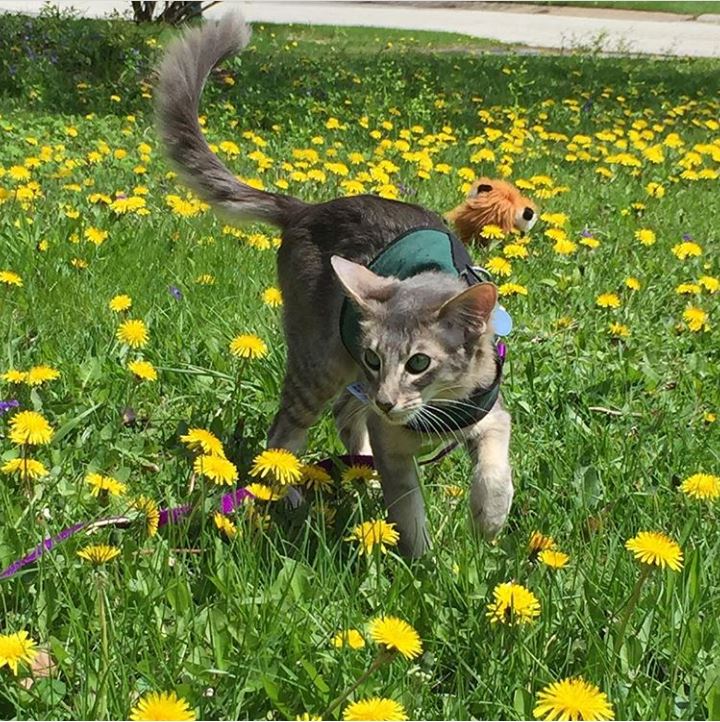 Kitty Holster Cat Harness (Made in USA)