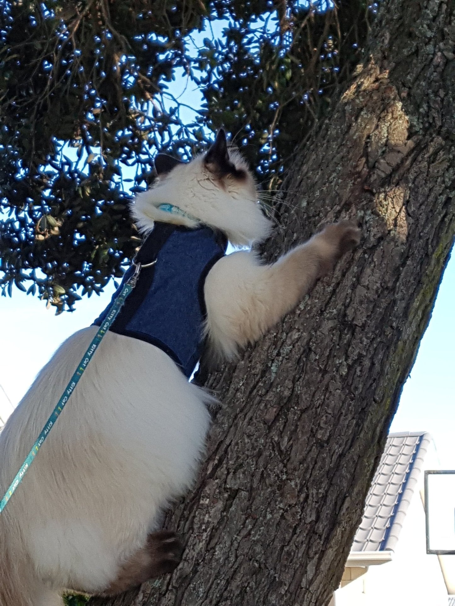 Kitty Holster Cat Harness (Made in USA)