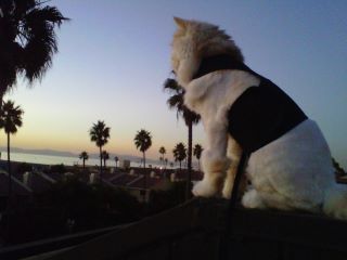 Kitty Holster Cat Harness (Made in USA)