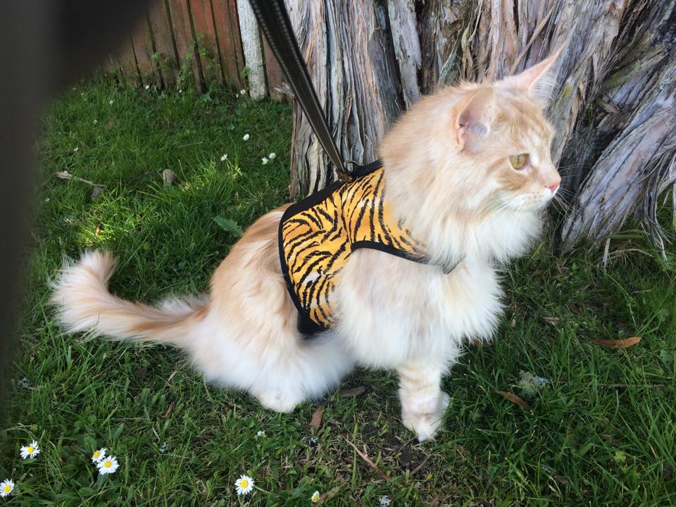 Kitty Holster Cat Harness (Made in USA)