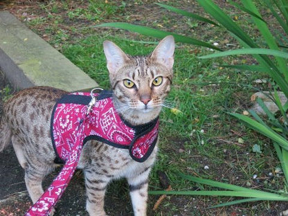 Kitty Holster Cat Harness (Made in USA)