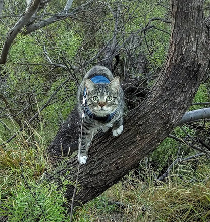 Kitty Holster Cat Harness (Made in USA)