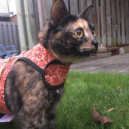 Kitty Holster Cat Harness (Made in USA)