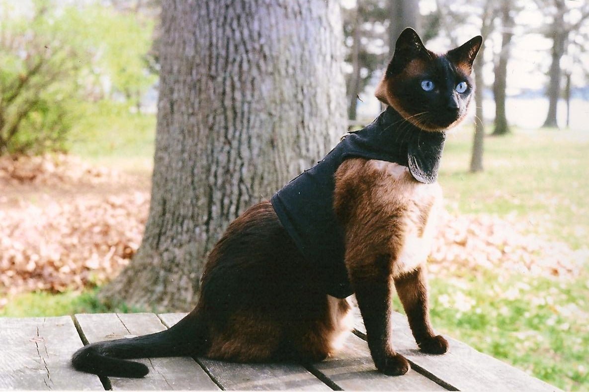 Kitty Holster Cat Harness (Made in USA)