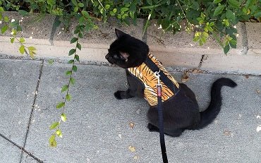 Kitty Holster Cat Harness (Made in USA)