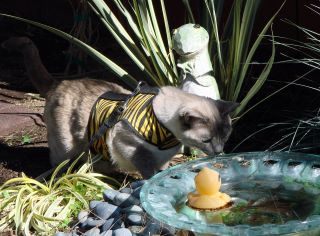 Kitty Holster Cat Harness (Made in USA)