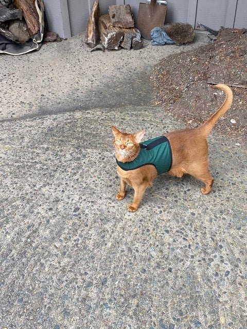 Kitty Holster Cat Harness (Made in USA)