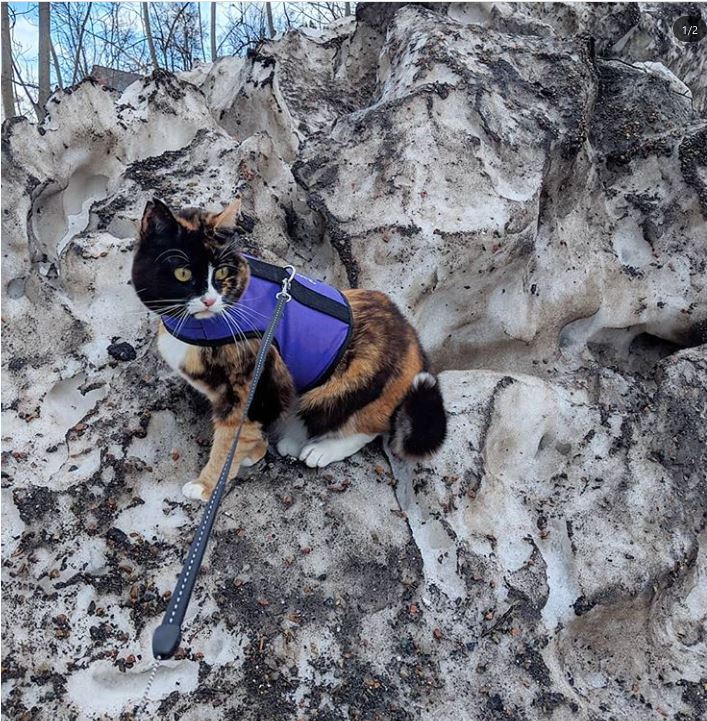 Kitty Holster Cat Harness (Made in USA)