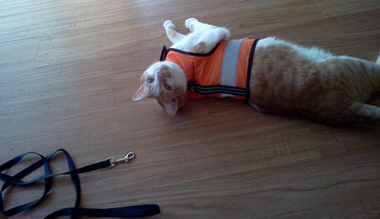 Kitty Holster Cat Harness (Made in USA Reflective Safety Harness)
