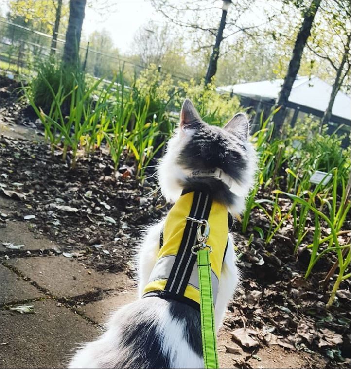 Kitty Holster Cat Harness (Made in USA Reflective Safety Harness)