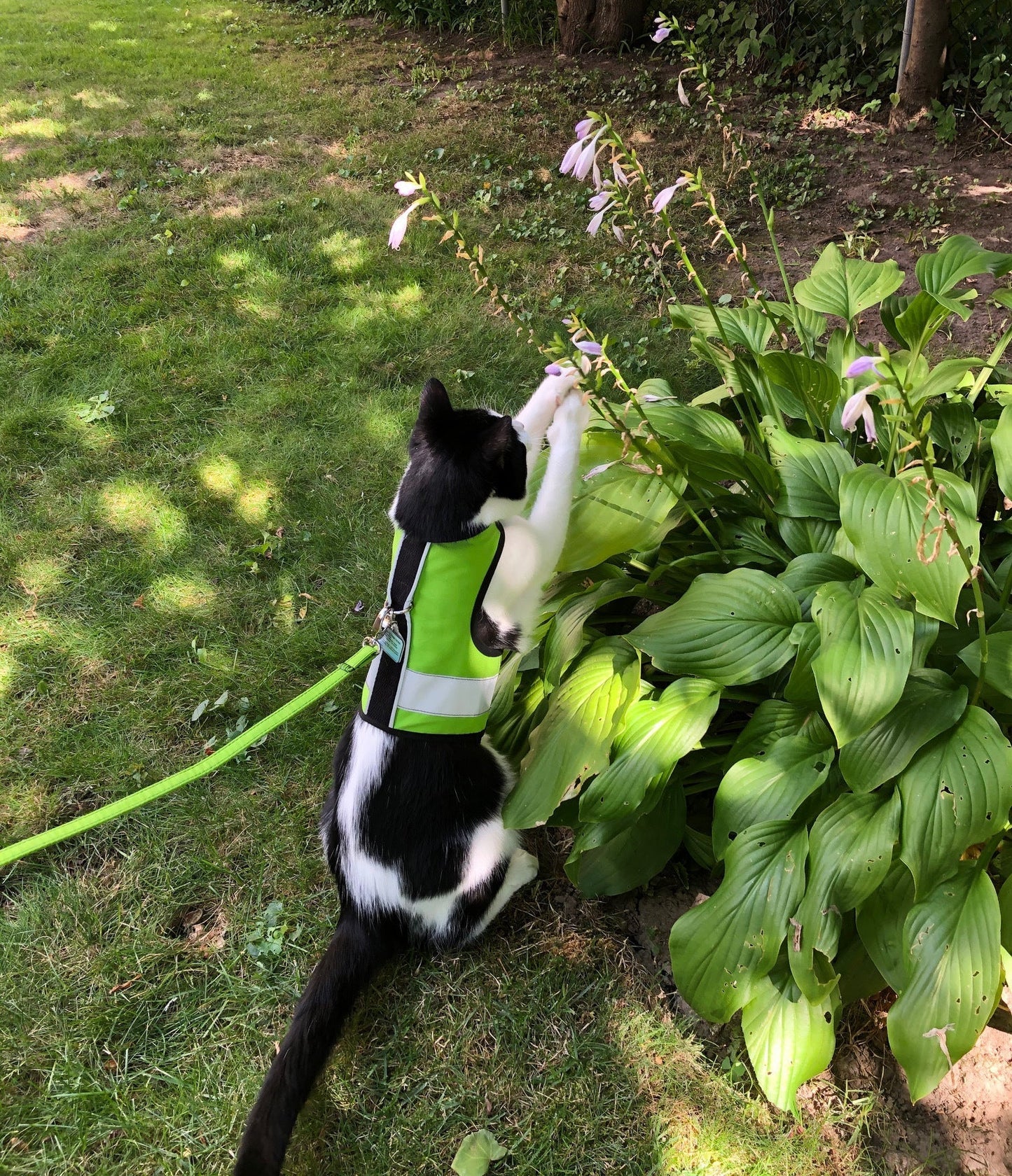 Kitty Holster Cat Harness (Made in USA Reflective Safety Harness)