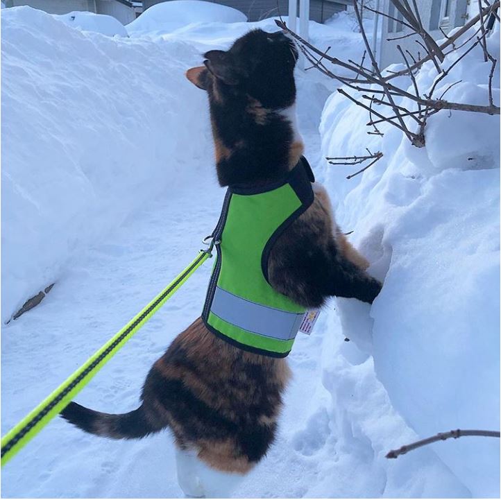 Kitty Holster Cat Harness (Made in USA Reflective Safety Harness)