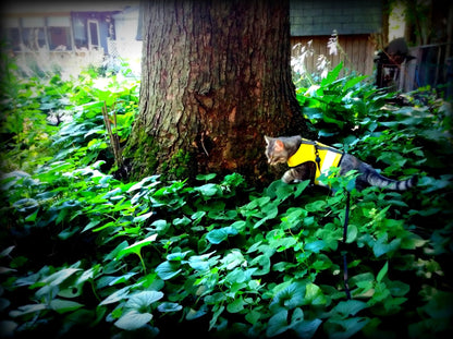 Kitty Holster Cat Harness (Made in USA Reflective Safety Harness)