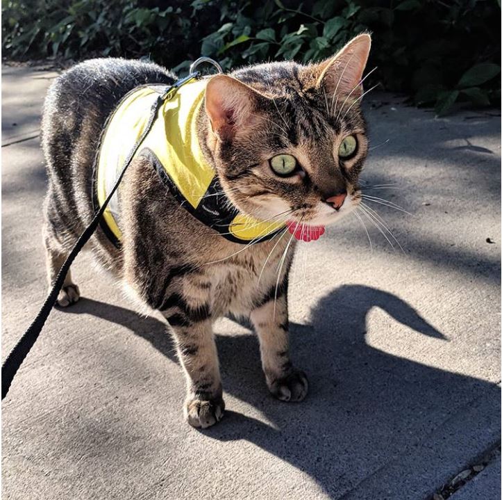 Kitty Holster Cat Harness (Made in USA Reflective Safety Harness)