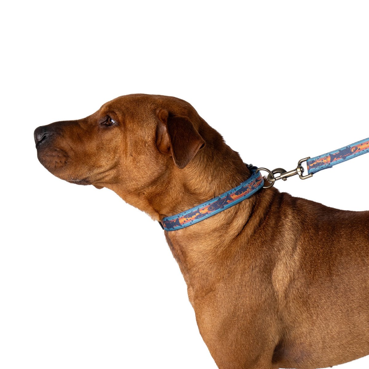 Pendleton® Adventure Collar