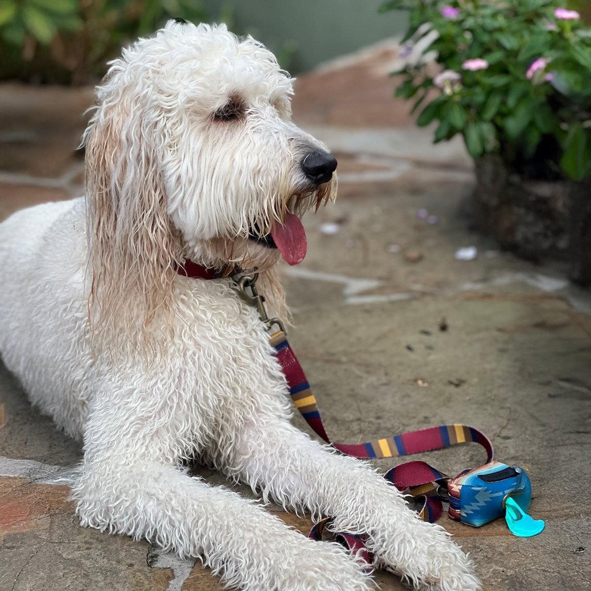 Pendleton® National Park Adventure Leash