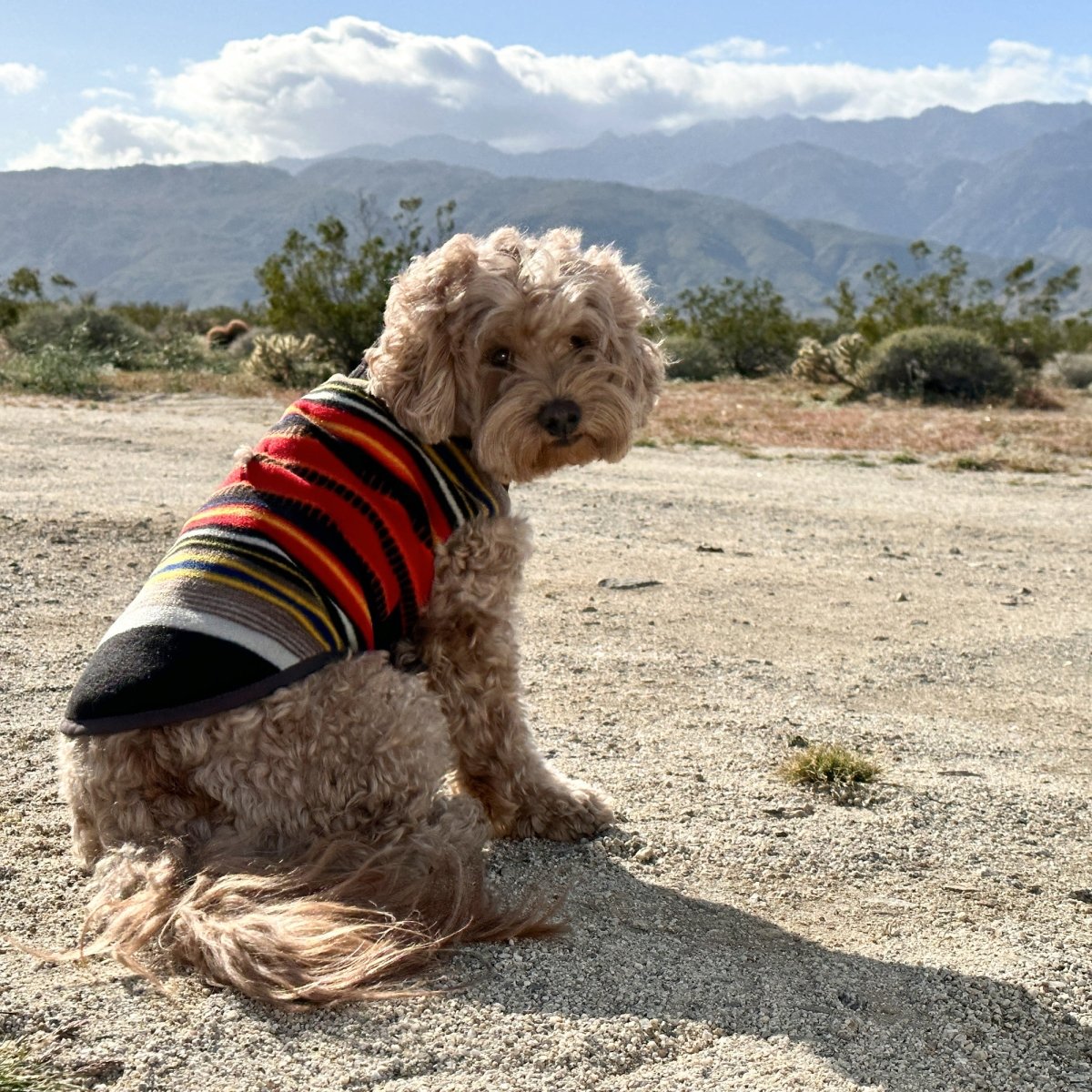 Pendleton National Park Dog Vest