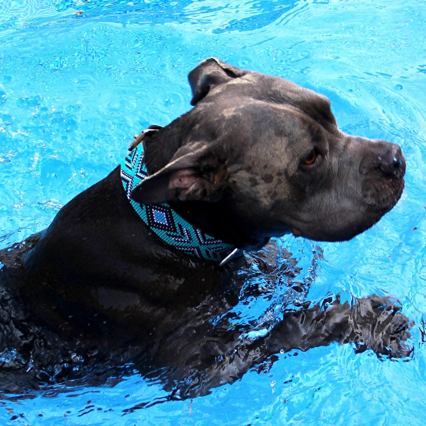 Saint Tropez Sambboho dog collar (with center D-ring)