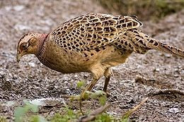 CHINESE RINGNECK Pheasants CHICKS